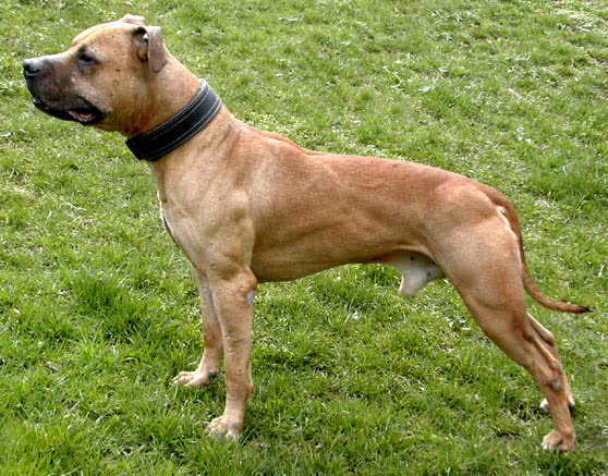 CH GR. CH. BIG APPLE KNL'S  HAUNCH (5XW) POR