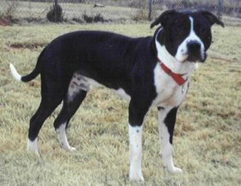 CH EDWARDS' LIL  RASCAL (4XW)