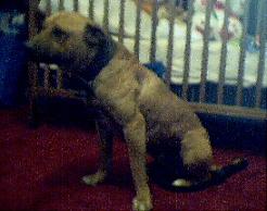 COY'S TWISTER (2XW)