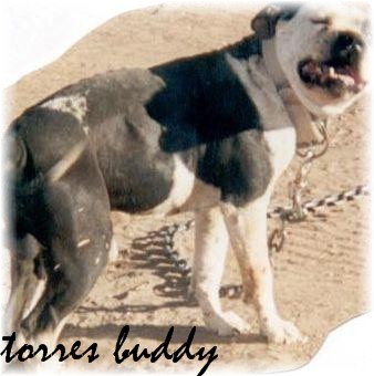 TORRES BUDDY (1XW) (1XL)