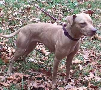 NATURAL BORN'S DOLLY