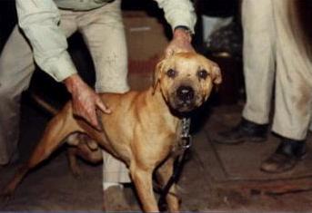 CH CHAVIS JOCKO 4XW POR