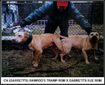 (GARRETT'S) CHICAGO BULLDOG'S SUE R.O.M
