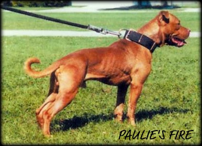 ^PAULIE'S (J. CHAN'S) FIRE (2XW)