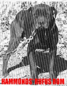 HAMMONDS' RUFUS ROM