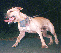 CH (BRANTLEY'S B.L.K.) B-LINE'S COWBOY POR