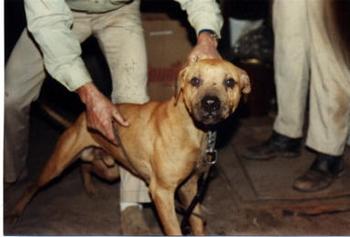 CH CHAVIS' JOCKO (4XW) POR