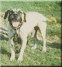 CH BOUDREAUX' JACK II (4XW)