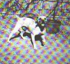 HAMMONDS' ANDY L (ROM)