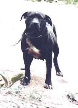 HOBB'S TUFFY (1XW)