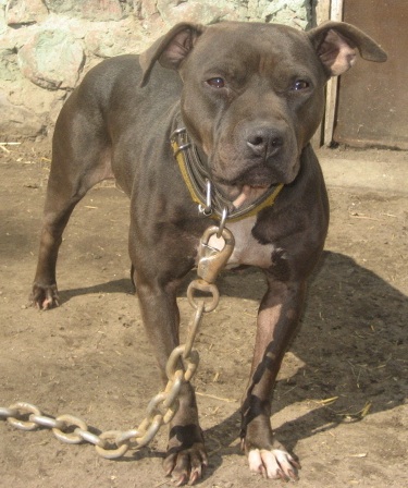BROOKS' BELLA CHAIN YANKERS' KNL.