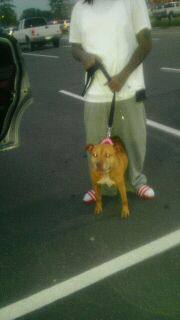 TANT'S & KC COALITION DEE DEE