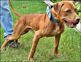 GR CH EVOLUTION KENNEL'S  MACHOBUCK ROM DOY 2004