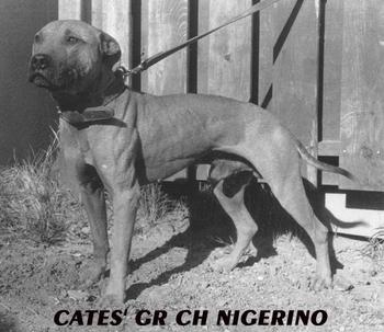 GR CH CATES' NIGERINO (5XW)