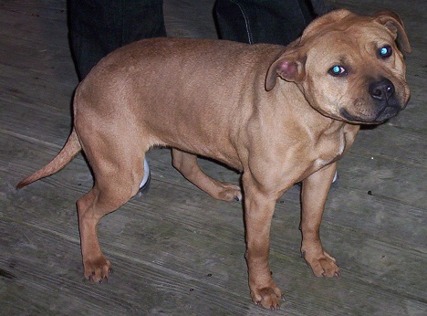 CH ^ OTWS LUCUDAMAY {FULL SISTER TO CH.BLADE}