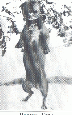 HUNTER'S TANA (CARVER)