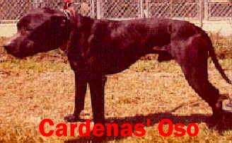 (CARDENAS' OSO) BOUDREAUX' T-BUD