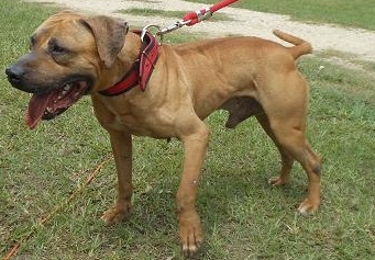 SOUTHERN KENNEL'S (HPK'S) HAUNCHDAY