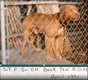 GR CH S.T.P.'S BUCK  (7XW) ROM