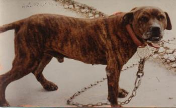 J. HALL'S ROBERT (ROM)