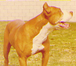 PR MARTIN'S CEASAR OF TUFF