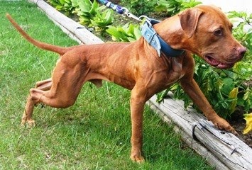 GR CH SOUTHERN KENNELS MACHOBUCK ROM 2004 SDJ DOY