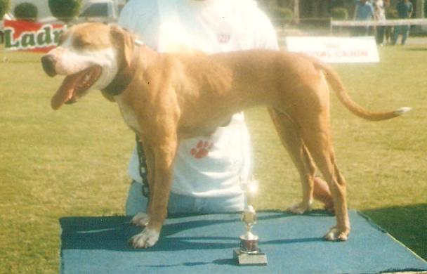 SOUTHERN KENNELS' NAOMI