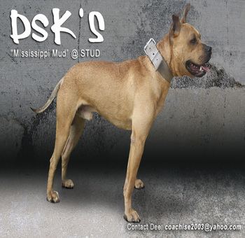 DSKS MISSISSIPPI MUDD