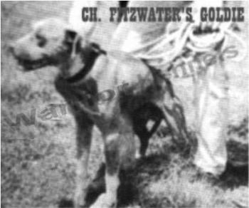 CH FITZWATER'S GOLDIE (4XW)