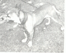 BOUDREAUX' DIXIE