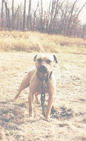 TANT'S BRUISER (1XW)