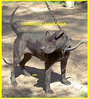 CLEMMONS' BLACK FLASH (POR)