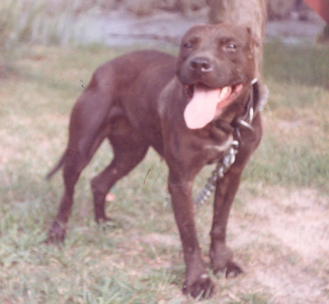 (ACME'S) STILTNER'S LAVERNE (1XW)