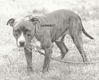 CARVER'S TIGER JACK