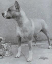 CH CH. LYLANE CHEYENNE LANCER