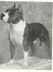 CH AKC CH RUFFIAN HERCULES OF HAR-WYN