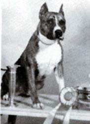 CH AKC. CH. SKY KING OF HAR-WYN