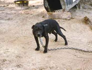 CH CAROLINA KENNELS' TERMITE (4XW) ROM