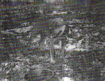 CARVER'S PISTOL (2XW) ROM
