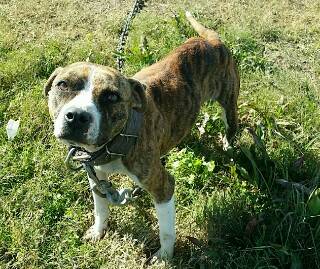 SOUTH COUNTRY KENNEL'S ANNIE