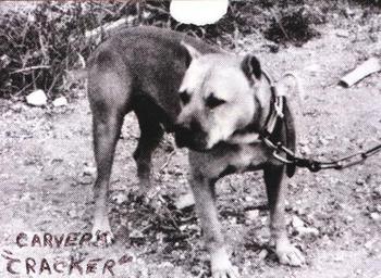 CH CARVER'S CRACKER (3XW)(1XL)