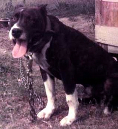 CH MARLOWE'S BRITCHES (4XW)