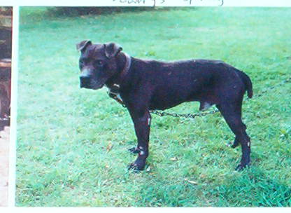 WCC'S SPANKY POR