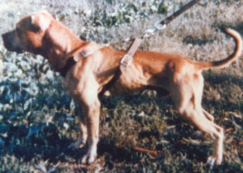 CH BRODT'S DEMON