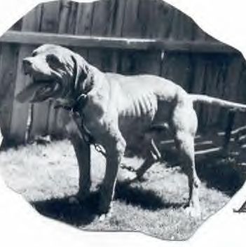 CH PDK'S PIG (4XW)