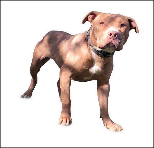 ^CENTRAL COAST KENNEL'S RED CHILI PEPPER