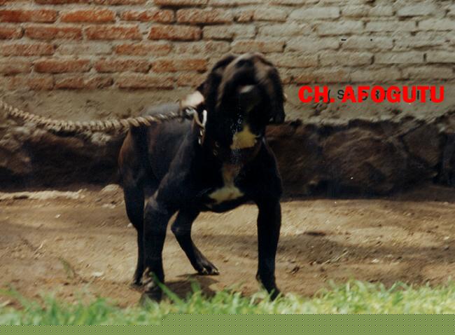 CH MORFIN'S AFOGUTU (CARDENAS' SHORTY) (4XW) ROM