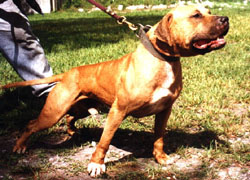 GR CH SOUTHERN KENNEL'S MAYDAY ROM