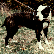 COLBY'S GALTIE II