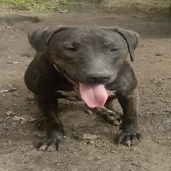 DSK'S JOSIE